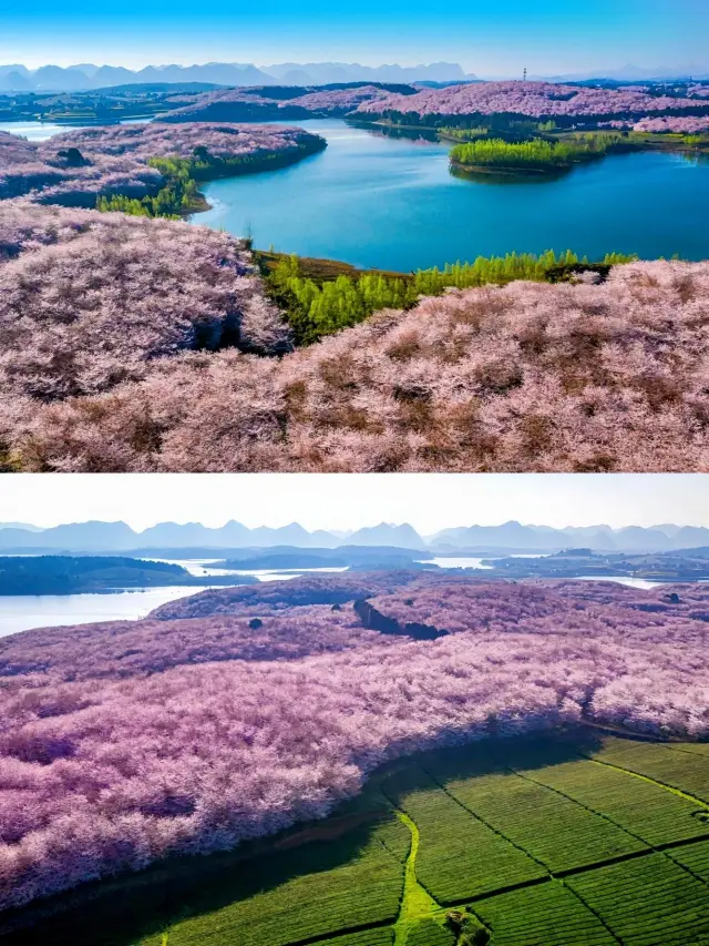 Guizhou Cherry Blossom Viewing Trip, six days and five nights to enjoy the pink sea of flowers!