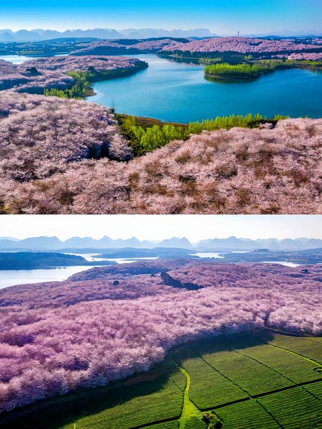 貴州賞櫻之旅，六天五夜暢遊粉色花海！