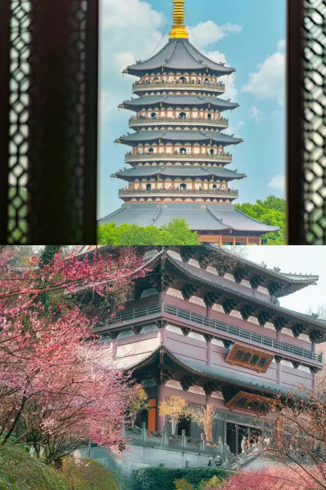 The plum blossoms in Hangzhou 2024 are blooming, sharing this beautiful flower viewing spot