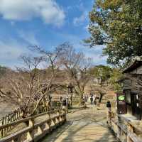 Nara Bowing Deer Park Budget Tour 🦌 