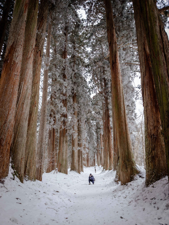 為了這座絕美神社，我在雪地中狂走2萬步