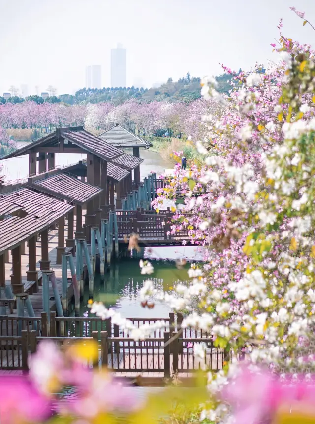 The bauhinia flowers are blooming in Guangzhou~ Those who love to take pictures of flowers, rush over~