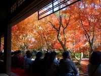打卡京都圓光寺