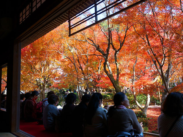 打卡京都圓光寺