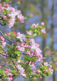 3月來南京，別錯過莫愁湖公園的海棠