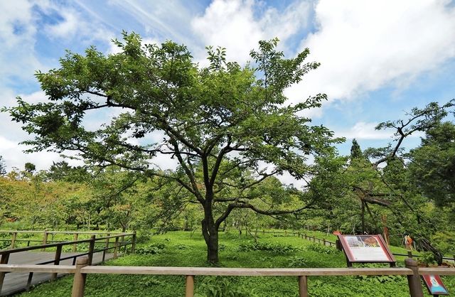 台灣最受歡迎森林遊樂園