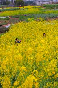 成都周邊賞花爬山好去處，週末出遊不二之選