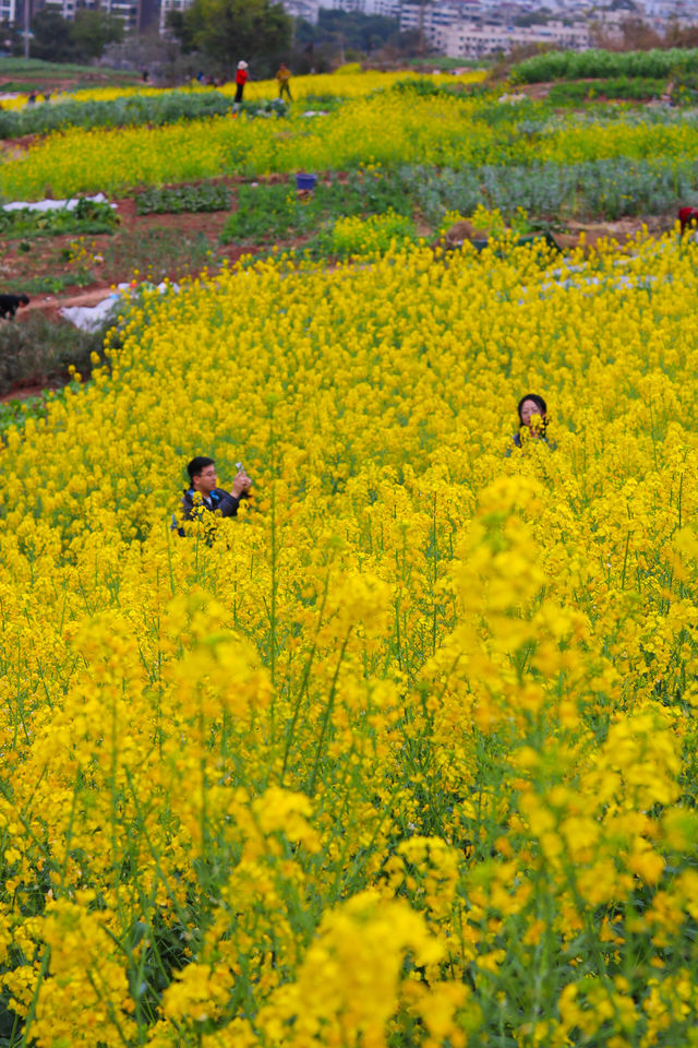 成都周邊賞花爬山好去處，週末出遊不二之選