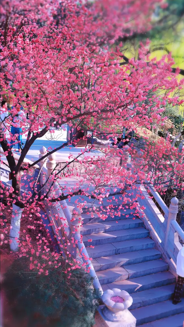Help, Xingqing Palace in spring is too romantic