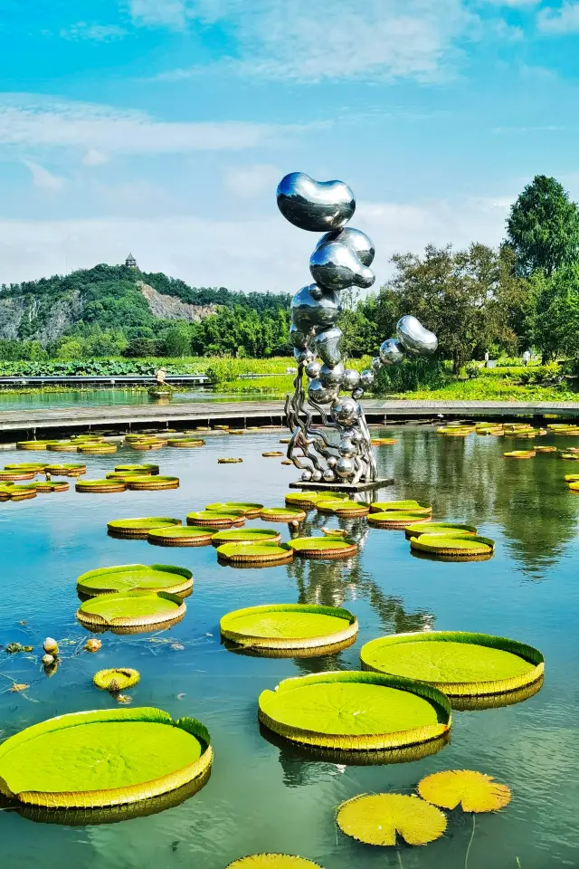 With leaves as large as plates and unmatched strength, come admire the Victoria Amazonica at the Chen Mountain Botanical Garden!