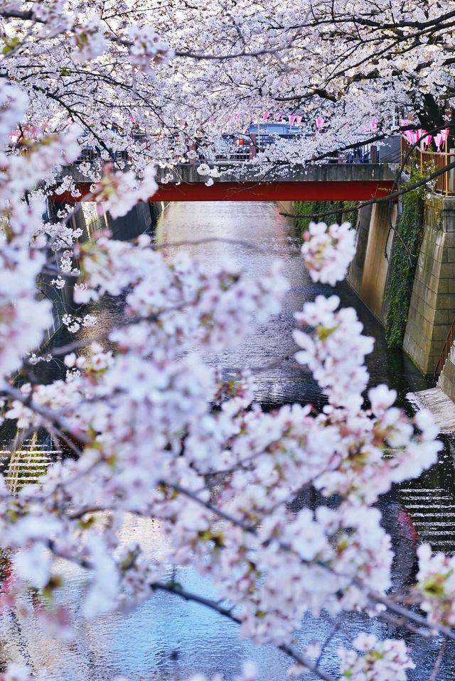 東京6大賞櫻名所拍照指南