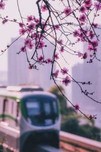 重慶-開往春天的列車