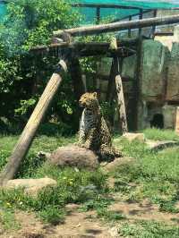 沈陽|森林動物園週末一定要來哦