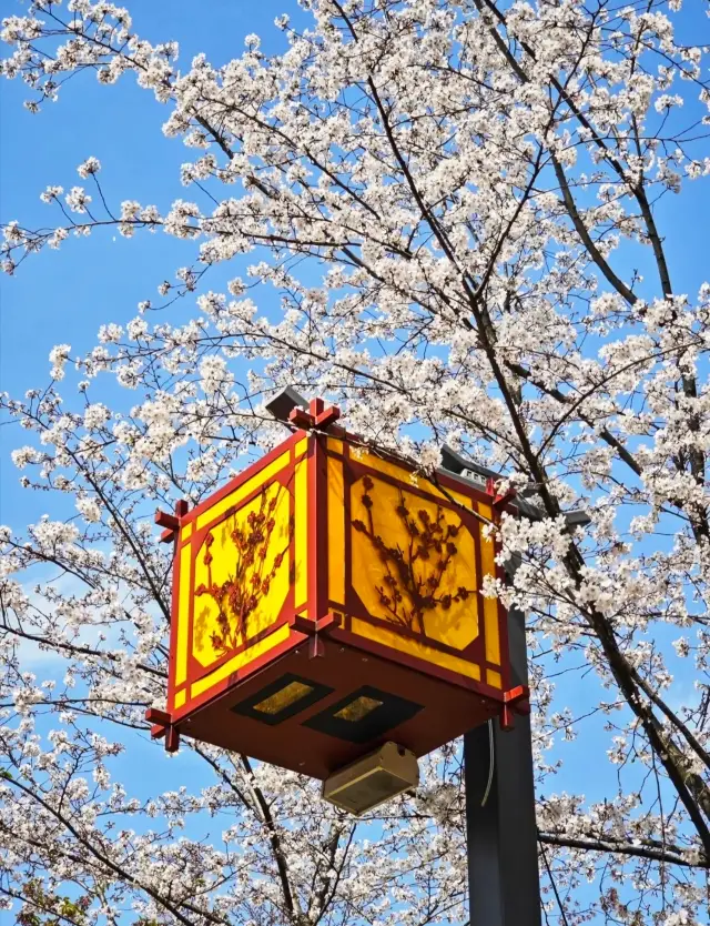 ต้องไปเช็คอินที่สวนชมดอกซากุระในฤดูใบไม้ผลิ สวนซากุระทางตะวันออกของอู่ฮั่น ช่วงเวลาที่ดอกซากุระบานเต็มที่นั้นสวยงามมากๆ