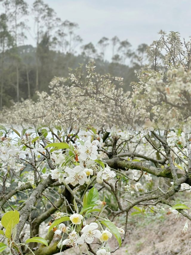 赴一場浪漫的山楂花之約—廣寧山渣花