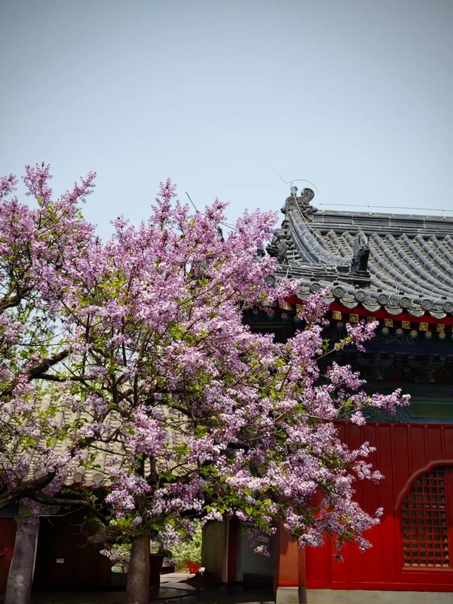 北京CityWalk之「梨花」天花板「智化寺」