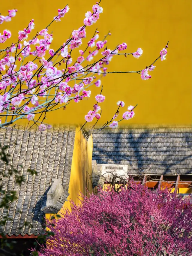 The plum blossoms in Hangzhou have bloomed in 2024, sharing a stunning spot for flower appreciation