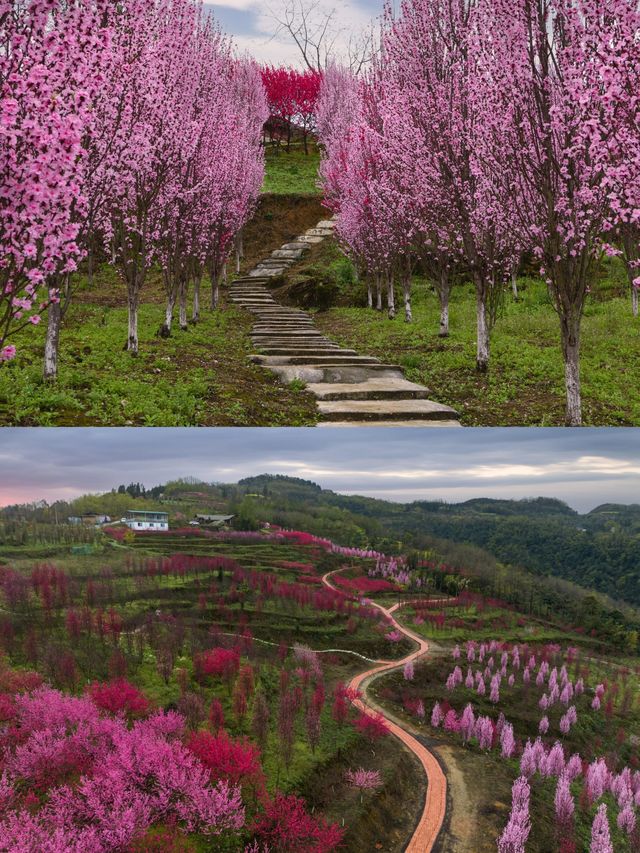 四川樂山周邊已開始山花狼藉