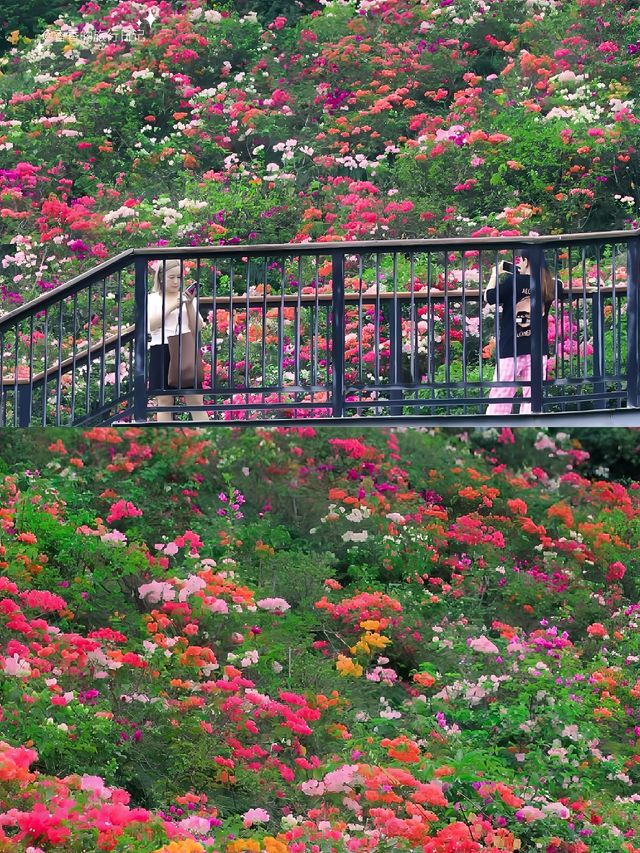 深圳太壕了，一個免費公園美成這樣