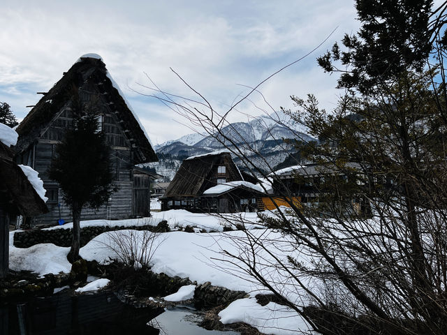 南方小土豆在白川鄉曬化了