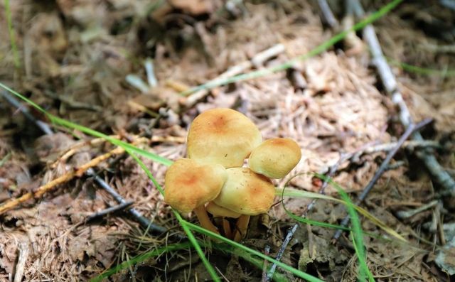 承德坝上神仙谷七彩森林，休閒避暑採蘑菇