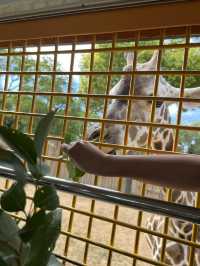 親人們，上海野生動物園有多適合遛娃還要多說嗎？