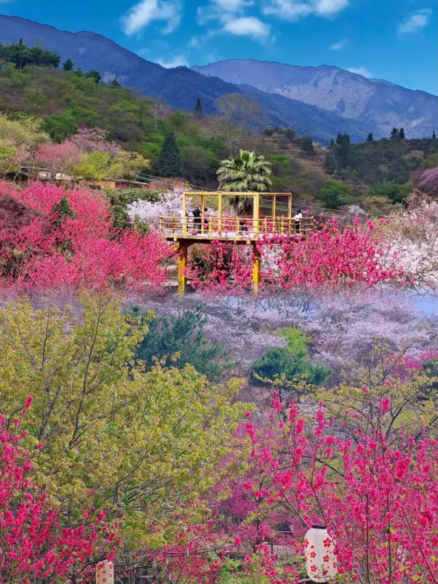 来年まで待つのはもったいない、広東省韶関市で桜を楽しむ最新の攻略法