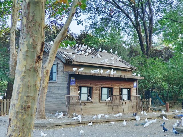 山東濟南森林公園｜邂逅秋天的美！