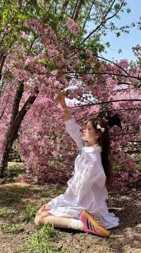 在鄭州豐樂櫻花樹下見面吧真的好出片！