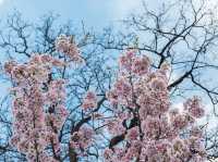 Spring Splendor at Beihai Park🌿🌸