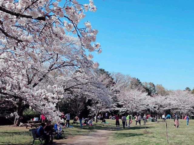 Touching Sakura Nature