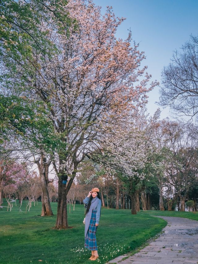 自駕雲南｜昆明石林生態公園：原來在夕陽下賞花更加浪漫