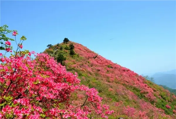 Hoa Kim Trại đỏ, biển hoa trên núi