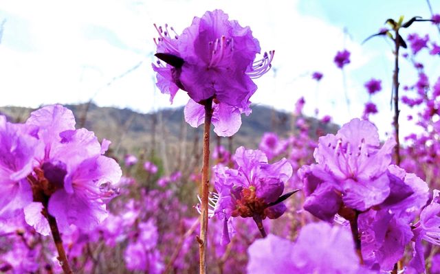 興安杜鵑第一枝：扎蘭屯今年的花季來得更早一些