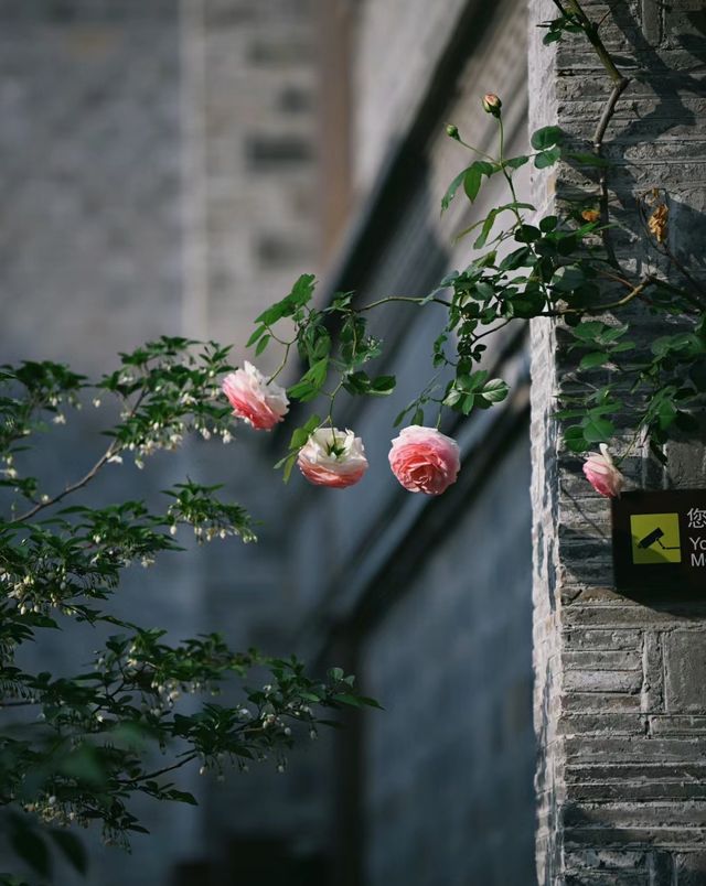 南京熙南里最美的15面花墙，上線了