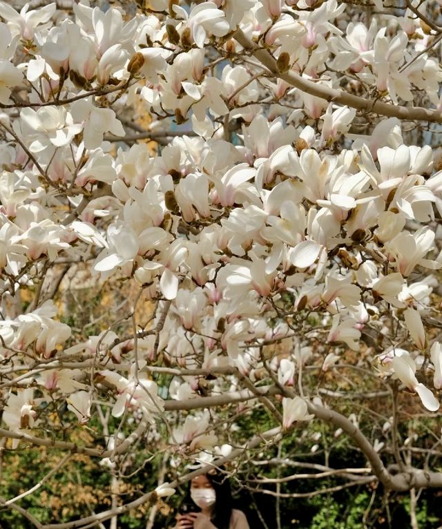 煙台賞花 告訴你煙台的春夏有多美