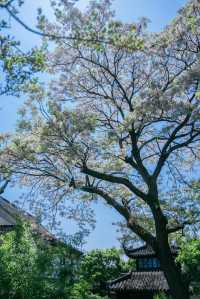 怡園苦楝花開夏天的風已經吹進園林……