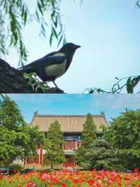 北京大學｜這個暑假，來逛逛學霸遍地的百年校園