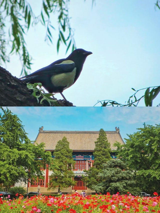 北京大學｜這個暑假，來逛逛學霸遍地的百年校園