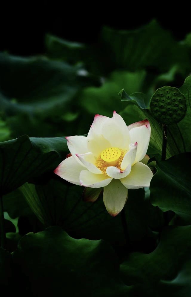 城市蓬萊：保定古蓮花池