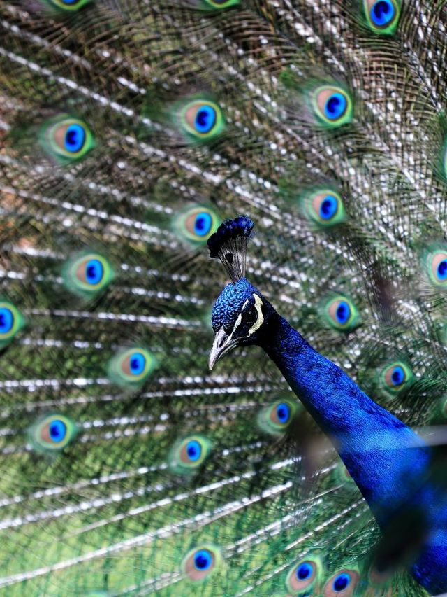 🌟 Kunming's Top Family-Friendly Attractions 🌈👨‍👩‍👧‍👦