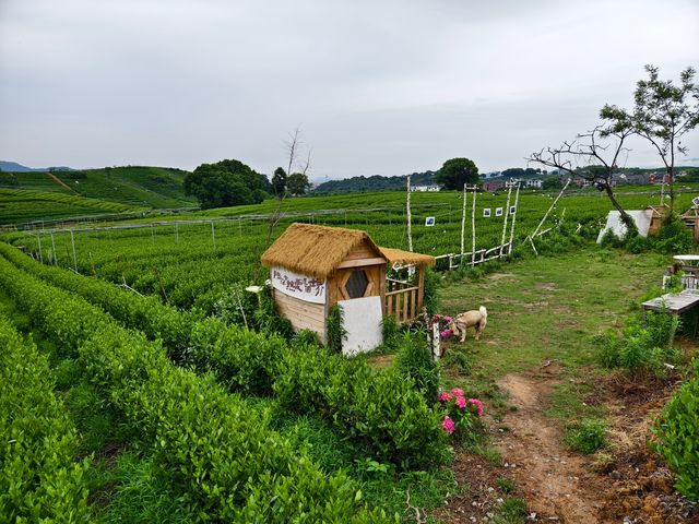 杭州龍坞茶村，一個悠然自得的地方