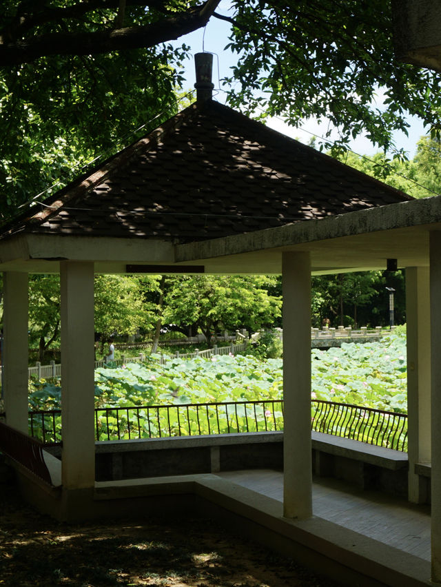 夏日來東莞 總要去嶺南美術館看一看吧
