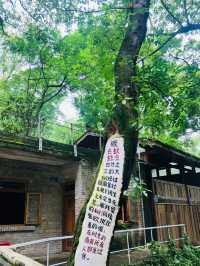 旅遊日記|小眾而美好的金剛碑溫泉老村～