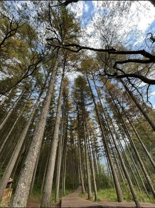 Liupan Mountain National Forest Park|Hike the forest with me