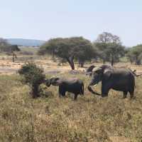 Tarangire national park wildlife 