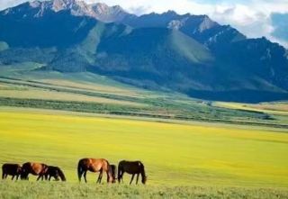 The historic Sandan Army Horse Farm.