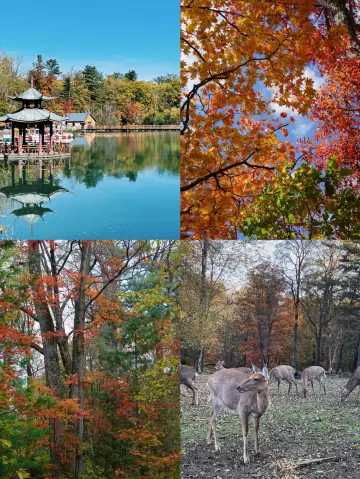 這裡有，最好的水、最好的參、最好的木頭。
