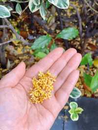 滿園桂雨！一起去尋覓那「桂花味」的秋天。