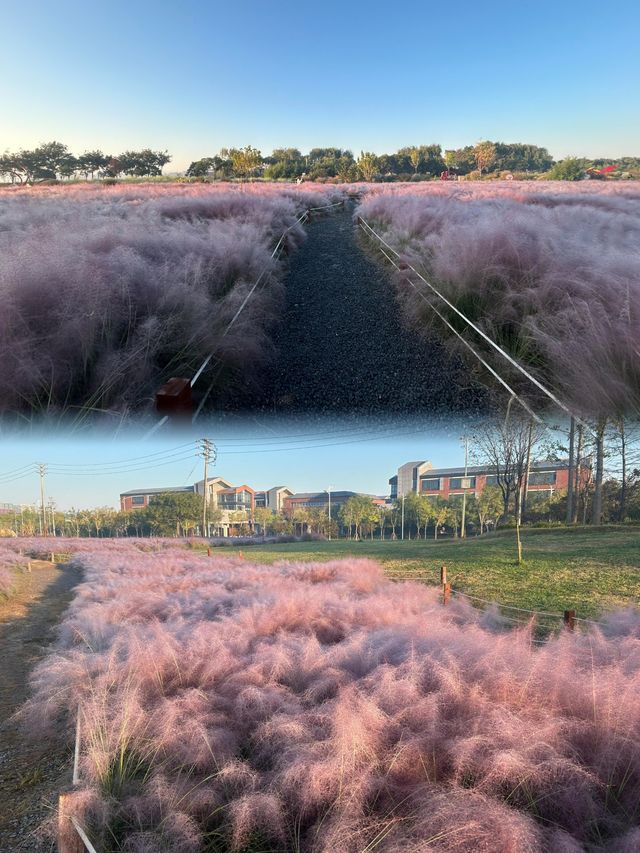 這就是今年看到的最美粉黛草——鄭州北龍湖公園。